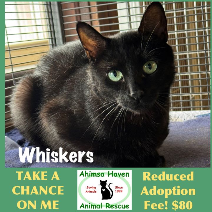 Whiskers 1