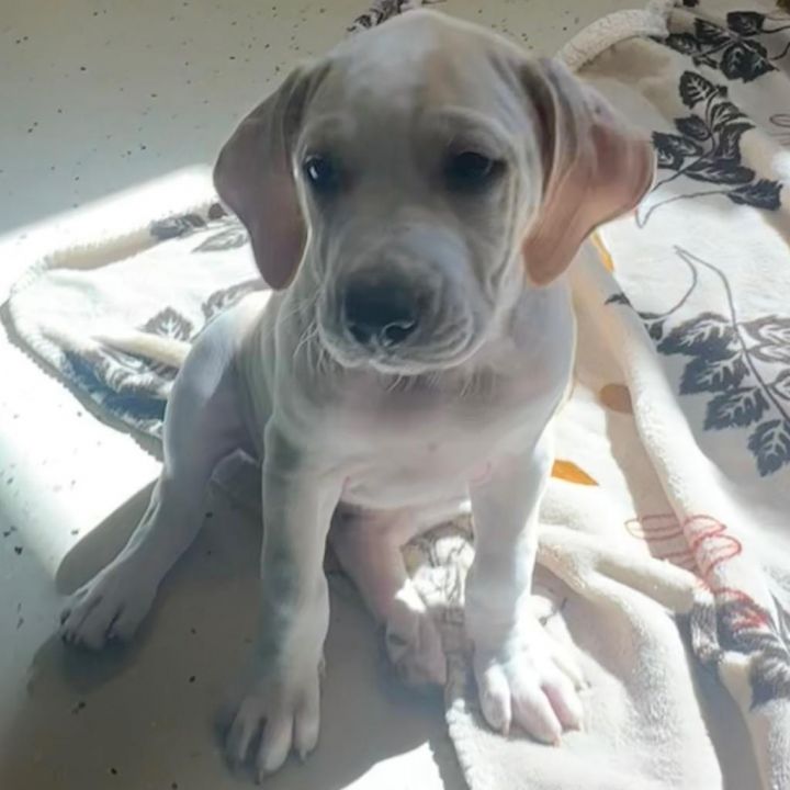 Marcy aka Fresh Pet 9940 2