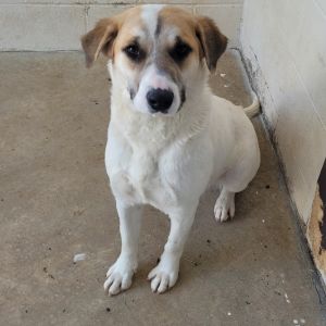 Trixie 8292, Adult Female Labrador Retriever