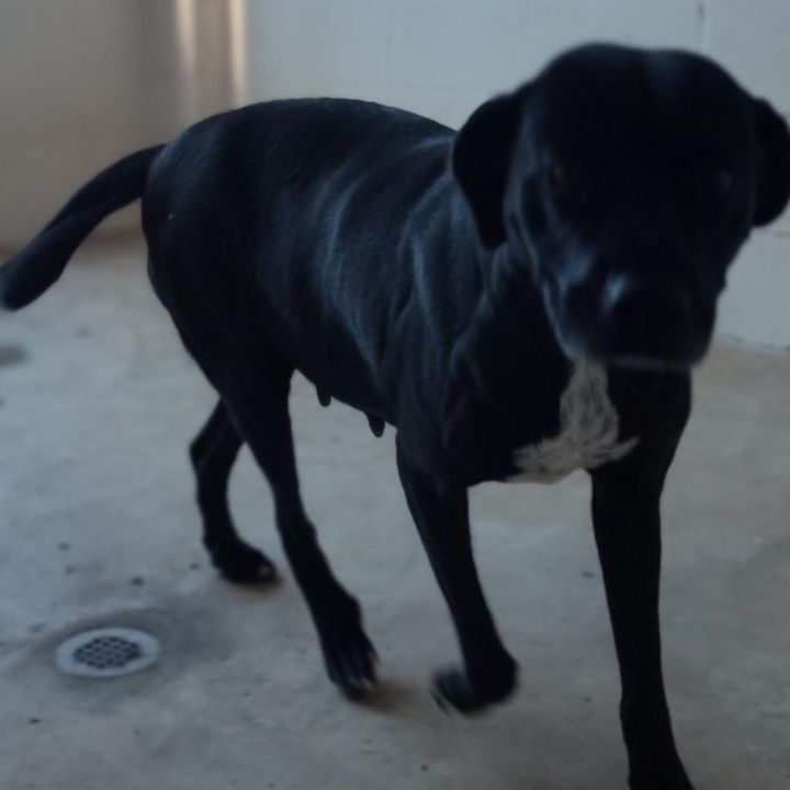 Lady J 3124 2
