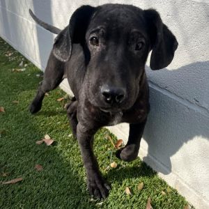 Granger, Young Male Black Labrador Retriever