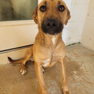 Clover 1736, Adult Female Mixed Breed