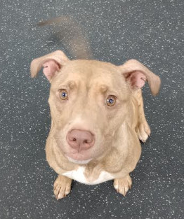 Lana is a loving and playful baby girl He gets along great with other dogs and kids and would love