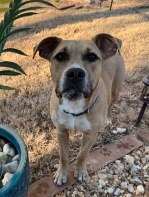 Muenster is a loving and playful puppy He gets along great with other dogs and kids and would love 