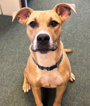 Muenster is a loving and playful puppy He gets along great with other dogs and kids and would love 