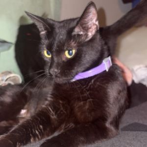 Luna, Adult Female Domestic Short Hair