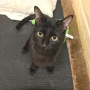 Lily Domestic Short Hair Cat