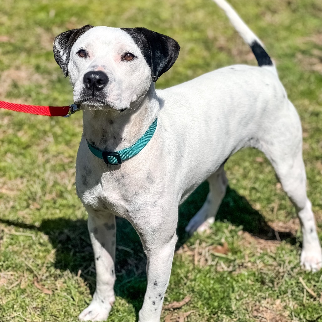 Baldo, an adoptable Pit Bull Terrier, Parson Russell Terrier in Wadena, MN, 56482 | Photo Image 1