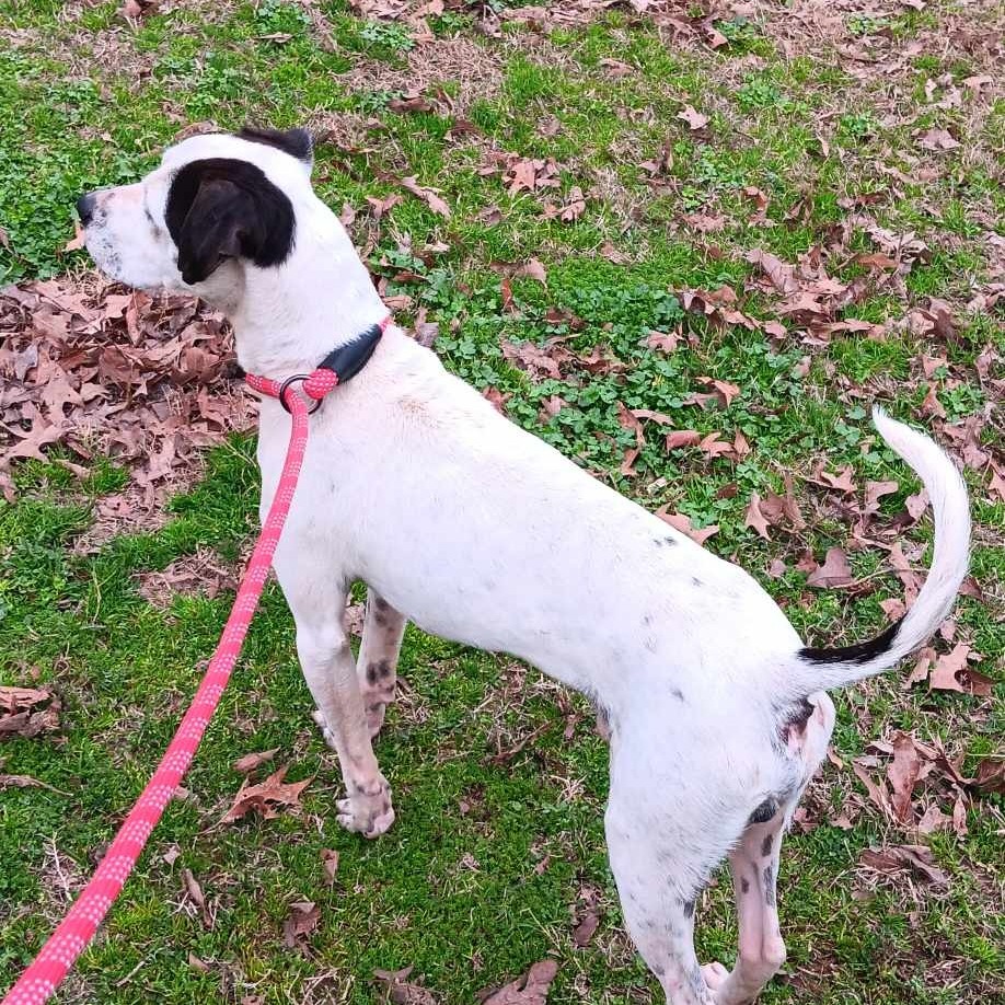 Baldo, an adoptable Pit Bull Terrier, Parson Russell Terrier in Wadena, MN, 56482 | Photo Image 2