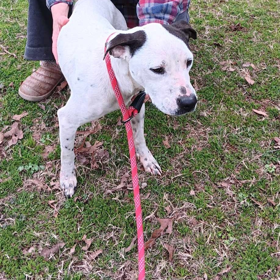Baldo, an adoptable Pit Bull Terrier, Parson Russell Terrier in Wadena, MN, 56482 | Photo Image 3
