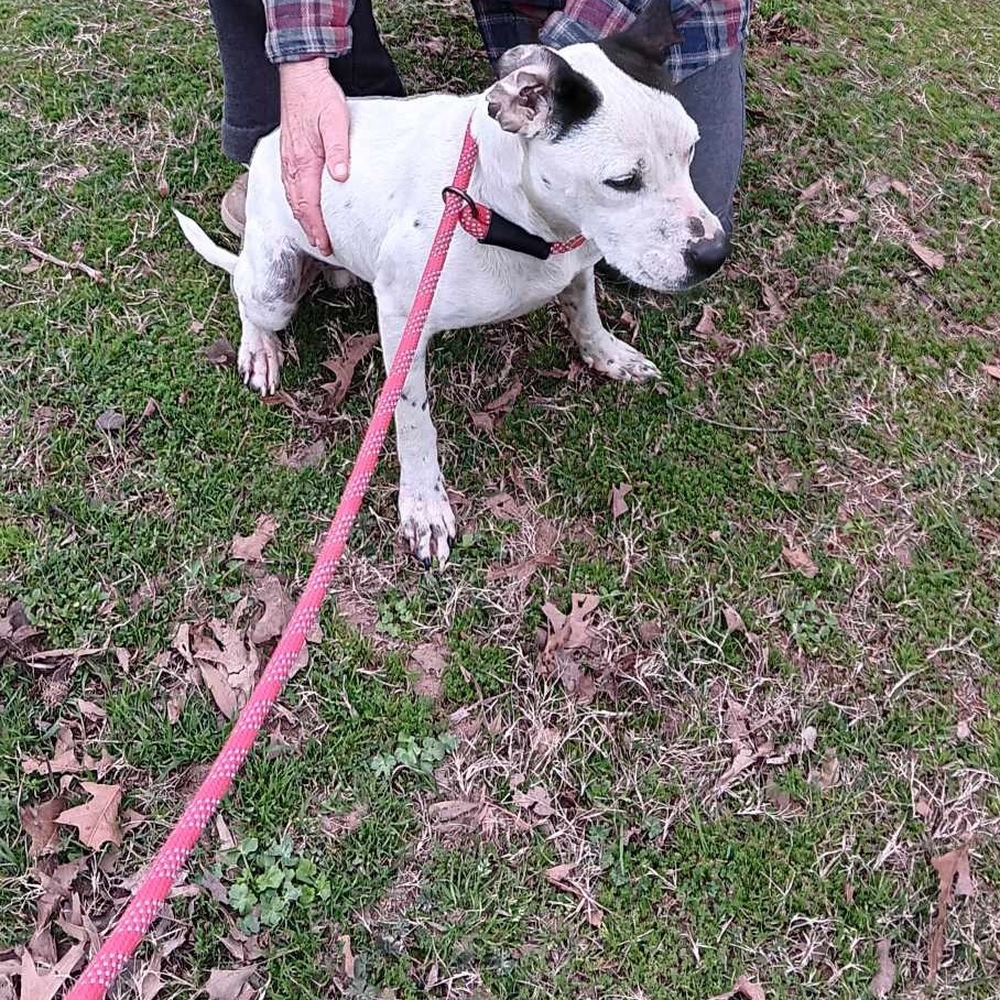 Baldo, an adoptable Pit Bull Terrier, Parson Russell Terrier in Wadena, MN, 56482 | Photo Image 4