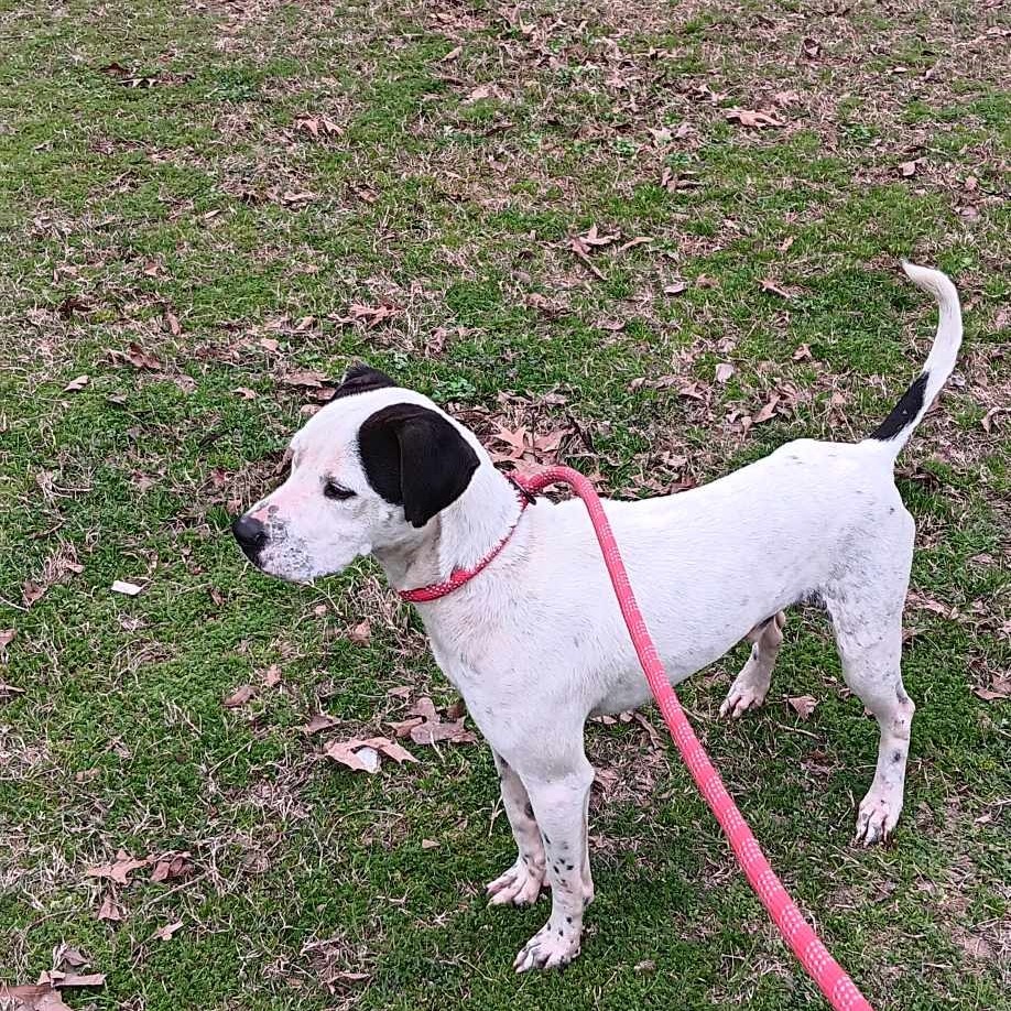Baldo, an adoptable Pit Bull Terrier, Parson Russell Terrier in Wadena, MN, 56482 | Photo Image 5