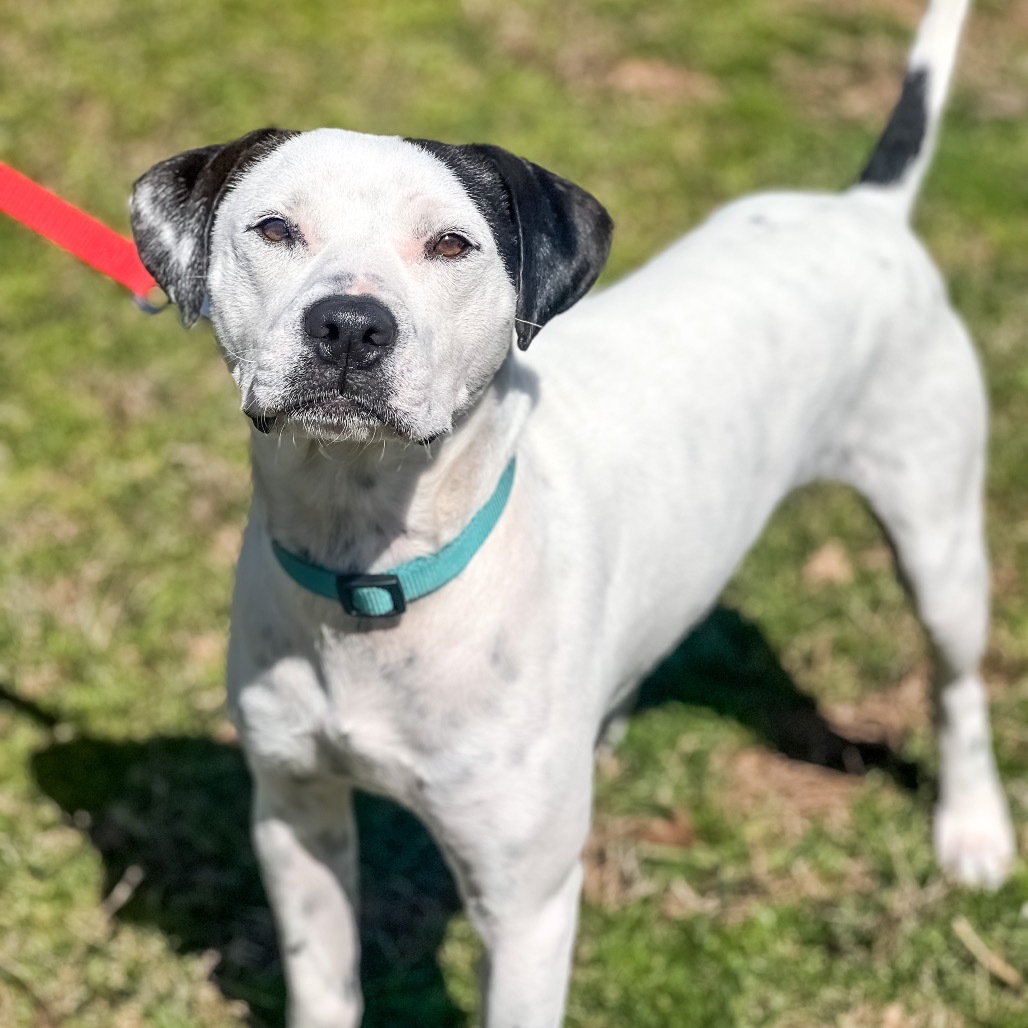 Baldo, an adoptable Pit Bull Terrier, Parson Russell Terrier in Wadena, MN, 56482 | Photo Image 6