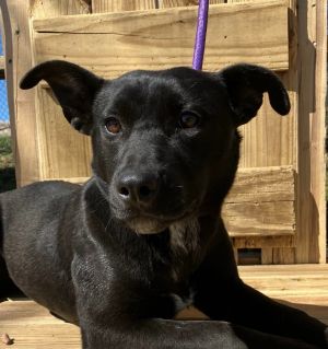 Juliet, Young Female Mixed Breed