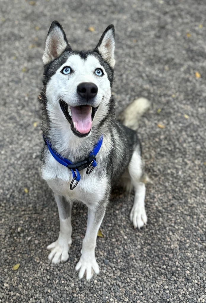 Freya, an adoptable Husky in San Juan de Abajo, NAY, 63732 | Photo Image 1