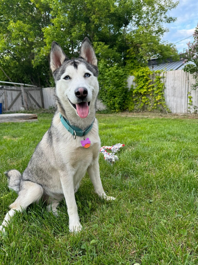 Freya, an adoptable Husky in San Juan de Abajo, NAY, 63732 | Photo Image 1