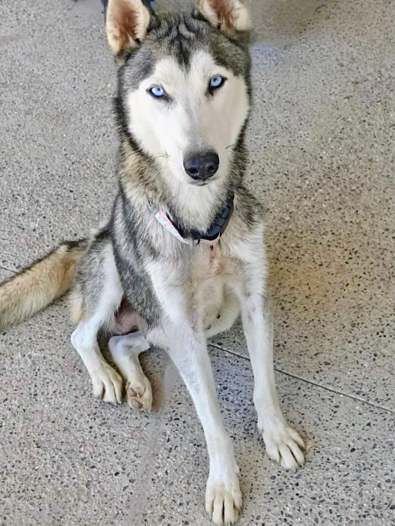 Freya, an adoptable Husky in San Juan de Abajo, NAY, 63732 | Photo Image 2
