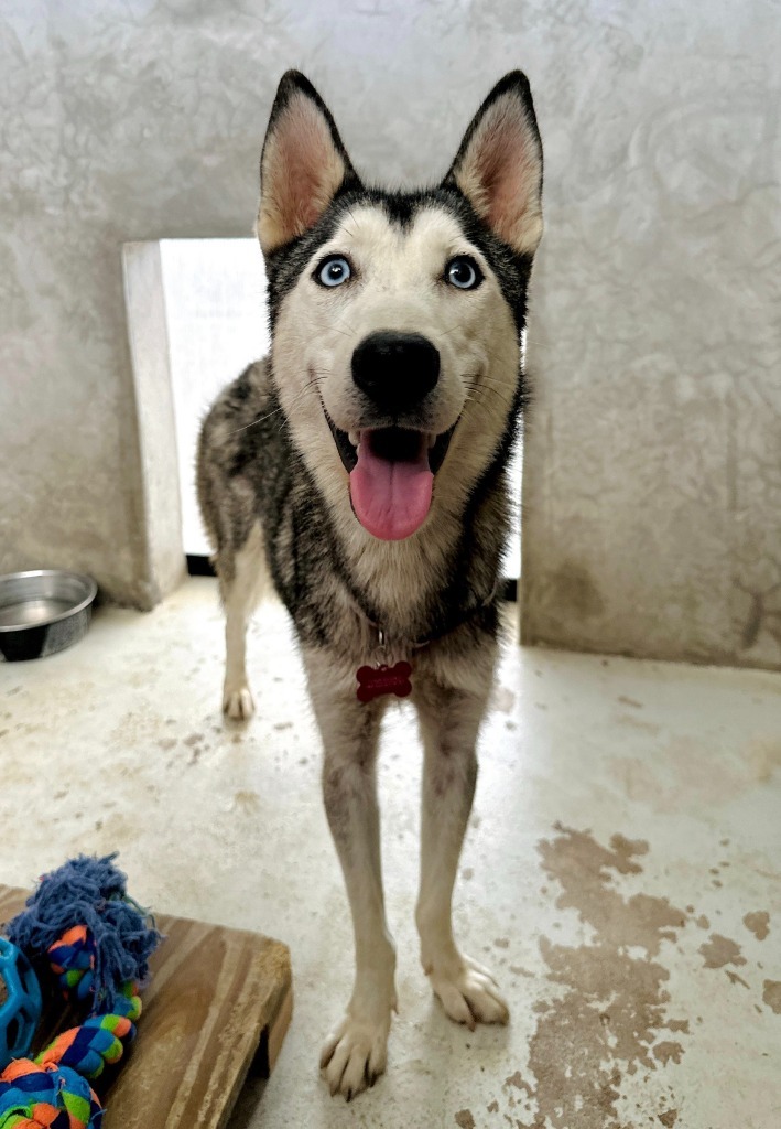 Freya, an adoptable Husky in San Juan de Abajo, NAY, 63732 | Photo Image 3