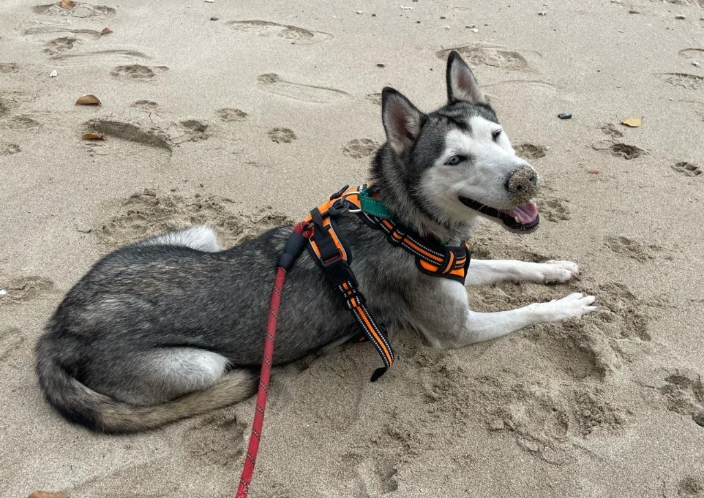 Freya, an adoptable Husky in San Juan de Abajo, NAY, 63732 | Photo Image 4