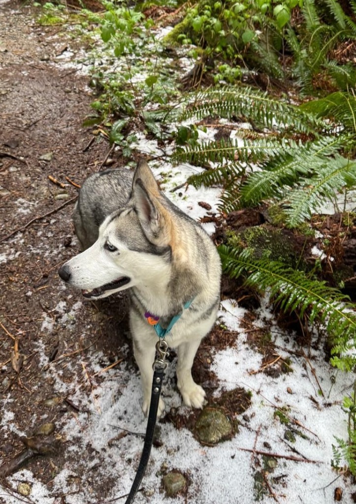Freya, an adoptable Husky in San Juan de Abajo, NAY, 63732 | Photo Image 5