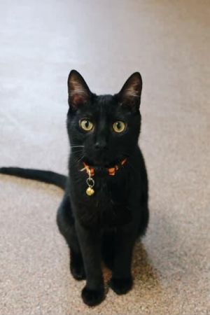 Roo, Baby Male Domestic Short Hair