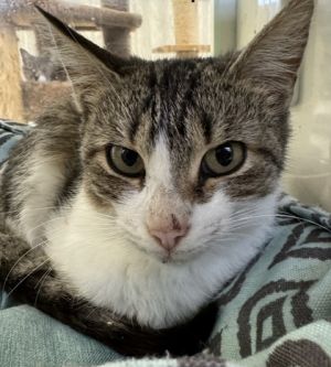 Juanita, Adult Female Domestic Short Hair