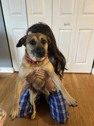 Zangel, an adoptable Spaniel, Mixed Breed in Morton Grove, IL, 60053 | Photo Image 1