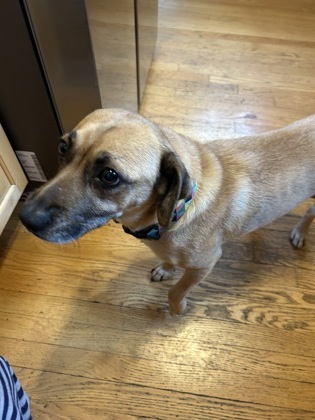 Zangel, an adoptable Spaniel, Mixed Breed in Morton Grove, IL, 60053 | Photo Image 2