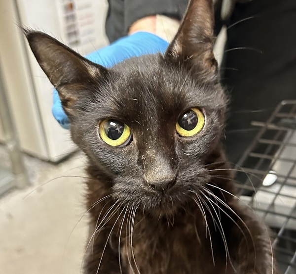 Layah, an adoptable Domestic Medium Hair in Spokane Valley, WA, 99212 | Photo Image 1