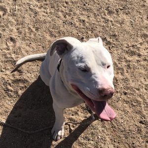 Rocky aka Carmael, Adult Male Pit Bull Terrier