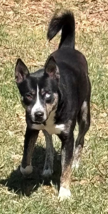 Rosco