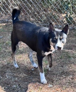 Rosco