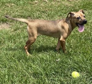 Jessie, Baby Female American Bulldog