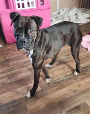 Buffy - ADOPTION PENDING!!!