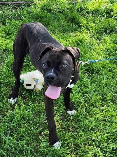 Buffy - ADOPTION PENDING!!!