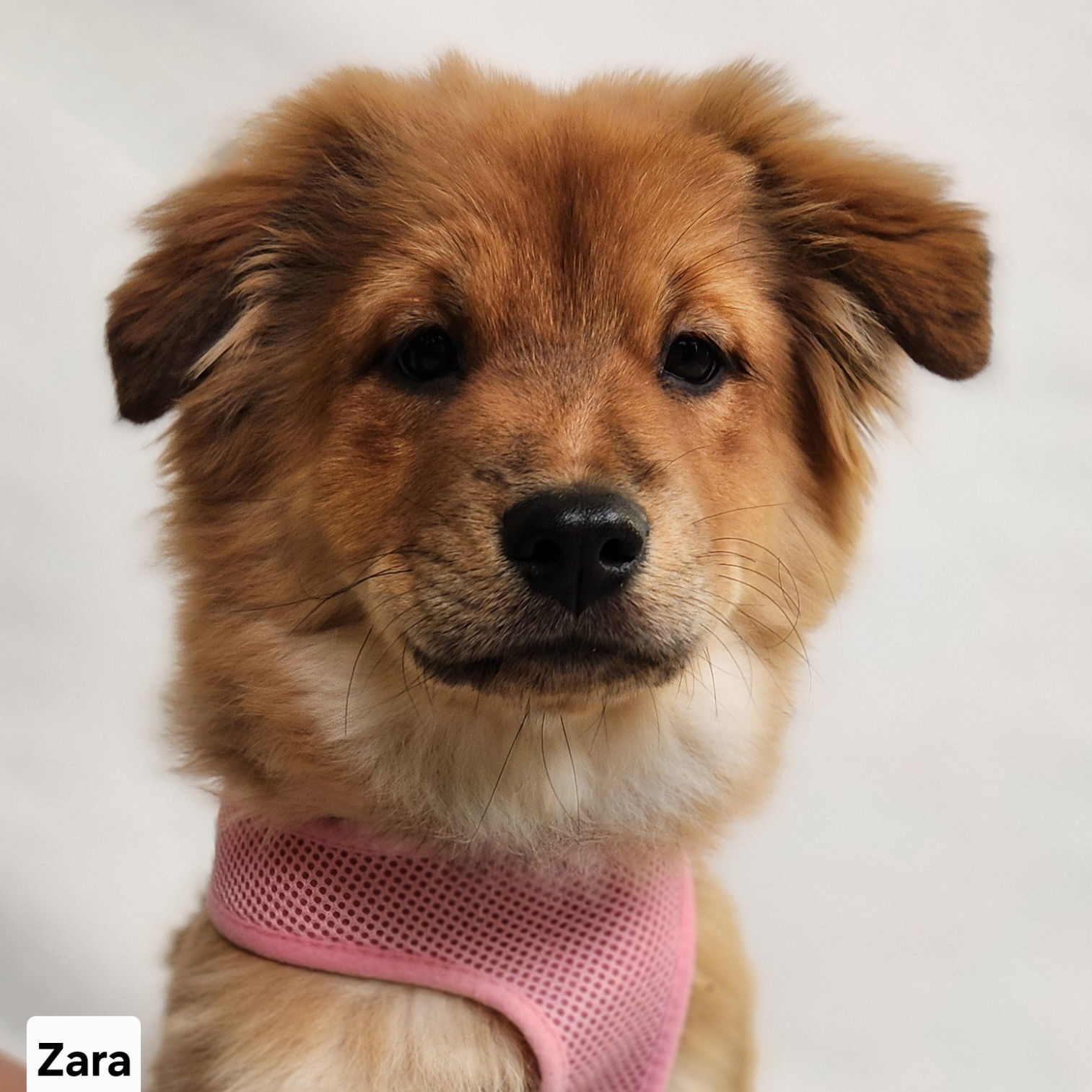 Zarla, an adoptable Chow Chow, Spitz in Princeton, MN, 55371 | Photo Image 1