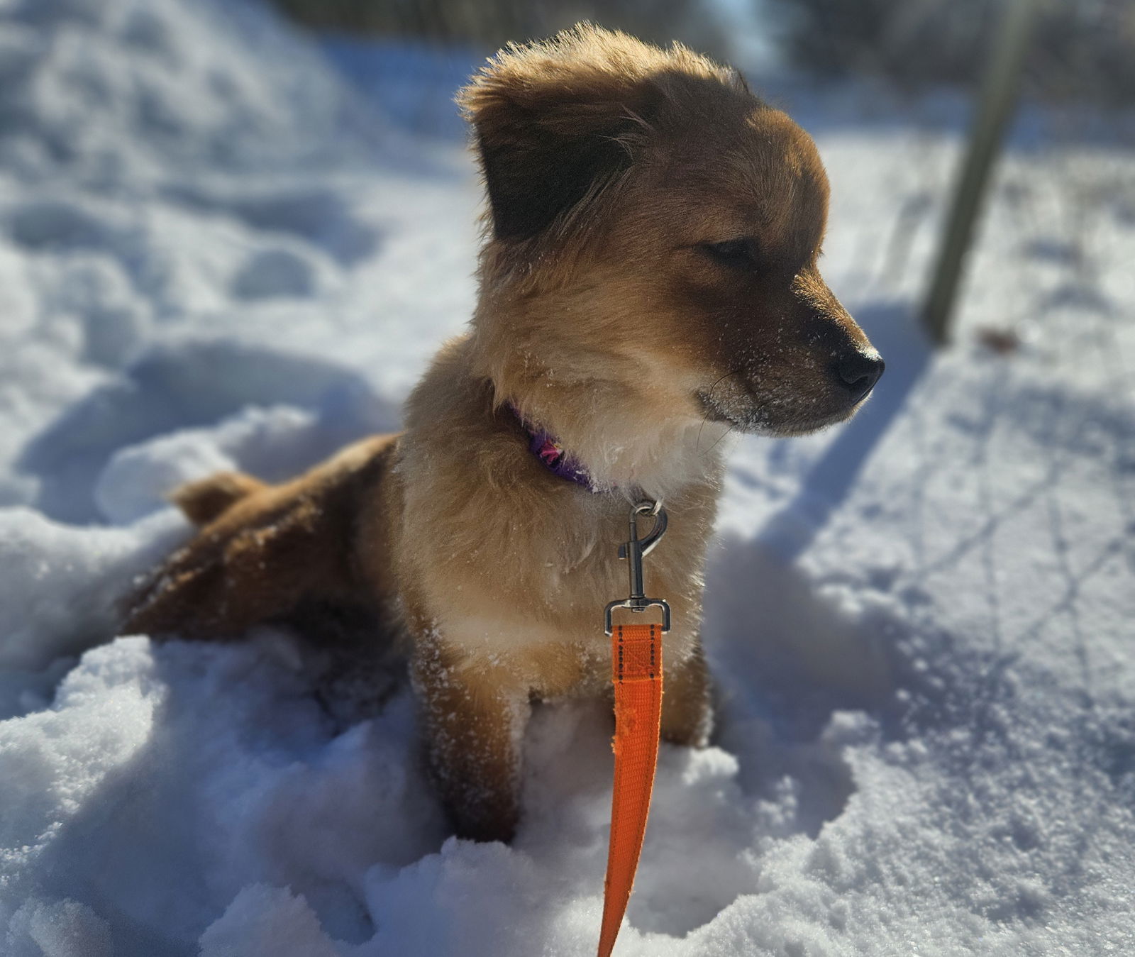 Zarla, an adoptable Chow Chow, Spitz in Princeton, MN, 55371 | Photo Image 2