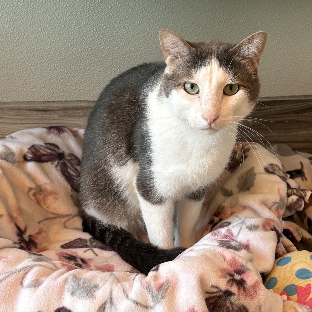 Slasher, an adoptable Domestic Short Hair in West Des Moines, IA, 50265 | Photo Image 1