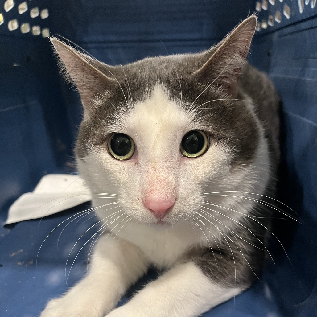 Slasher, an adoptable Domestic Short Hair in West Des Moines, IA, 50265 | Photo Image 2