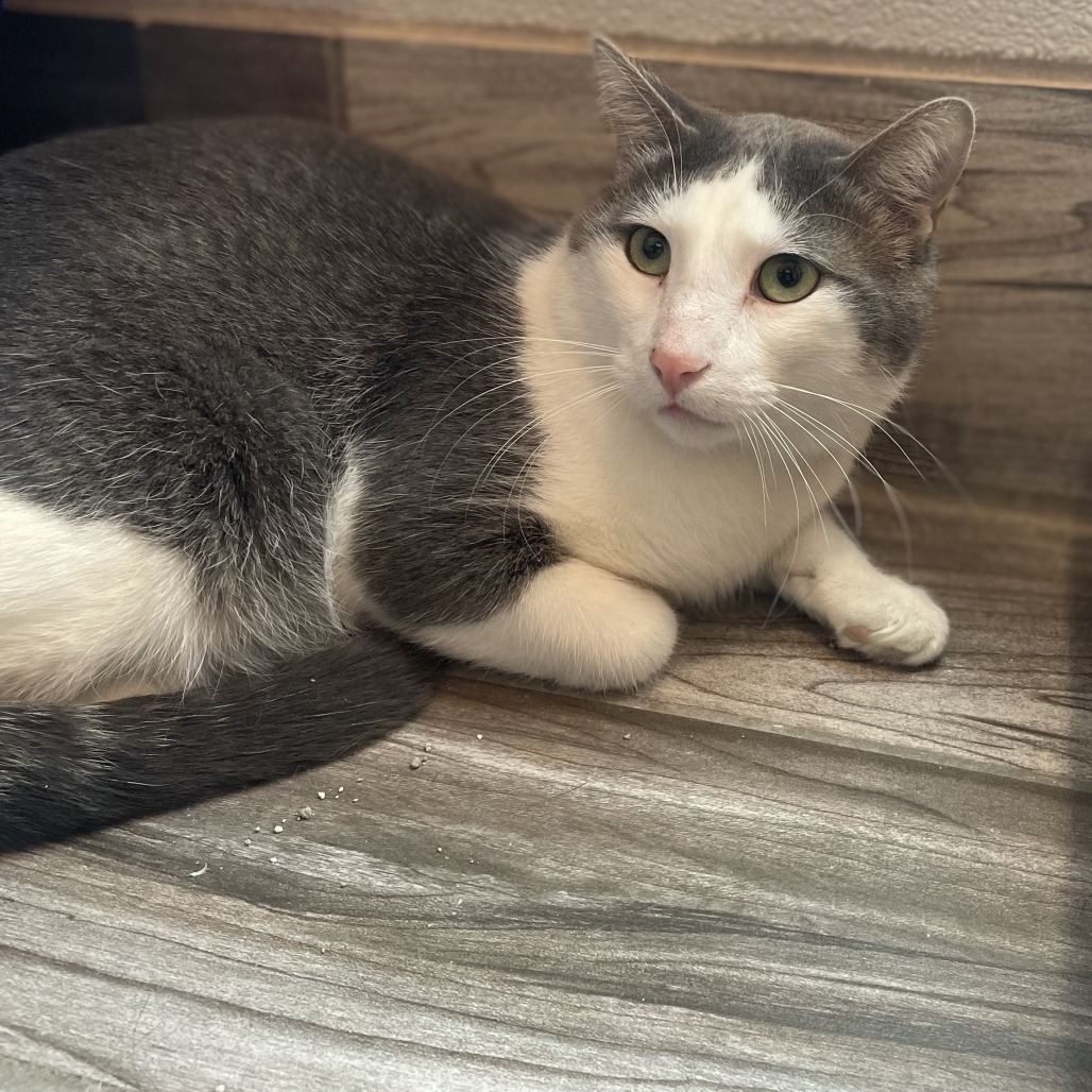 Slasher, an adoptable Domestic Short Hair in West Des Moines, IA, 50265 | Photo Image 3