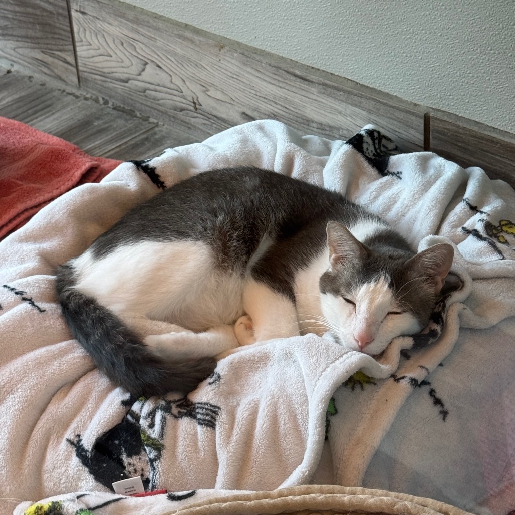 Slasher, an adoptable Domestic Short Hair in West Des Moines, IA, 50265 | Photo Image 6