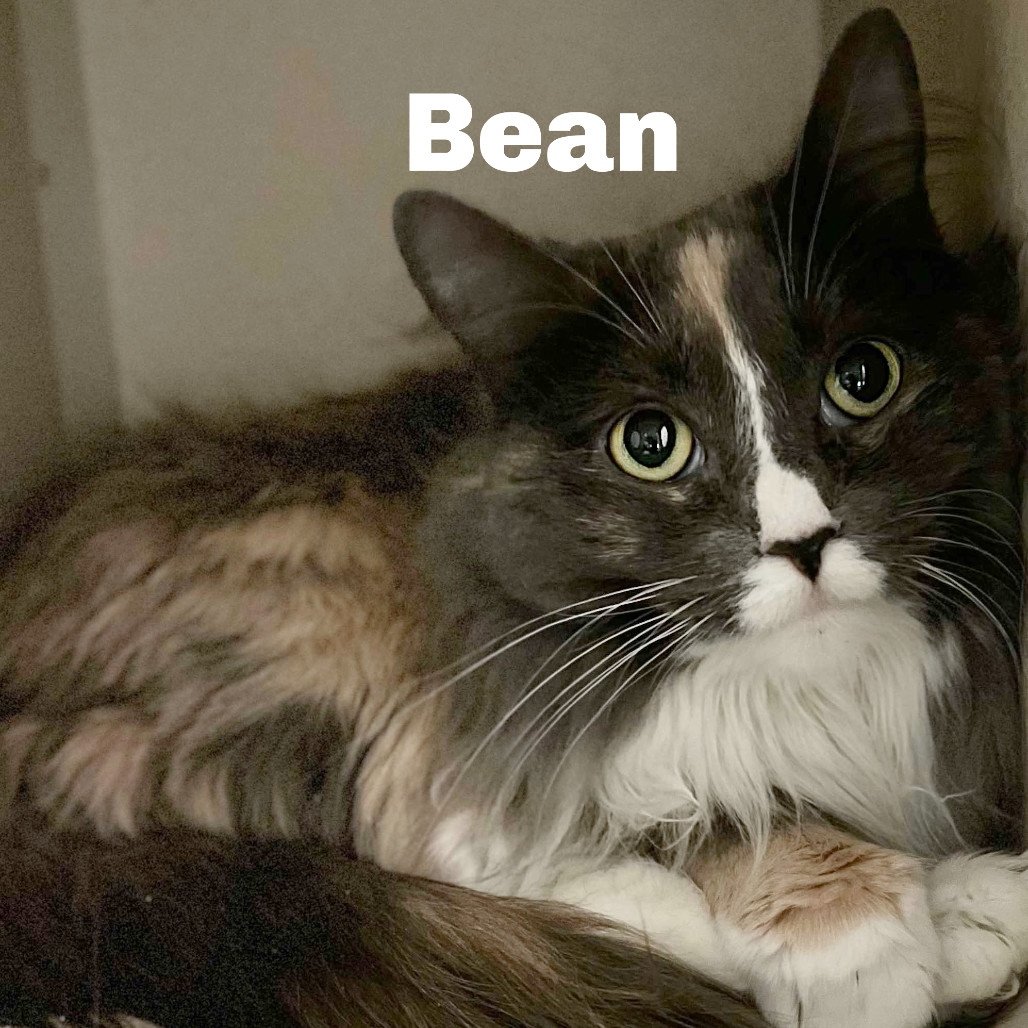 Bean 240979, an adoptable Domestic Short Hair in Escanaba, MI, 49829 | Photo Image 1