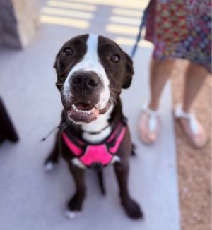 Paco, Adult Male Boxer