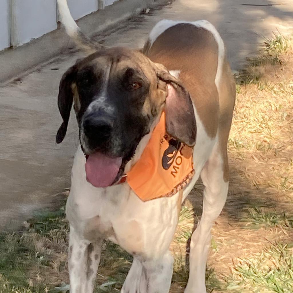 Libby, an adoptable Great Dane in Nampa, ID, 83686 | Photo Image 1