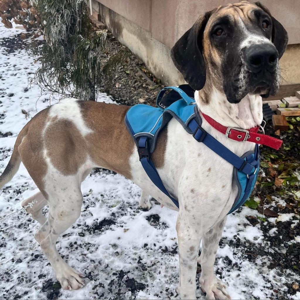 Libby, an adoptable Great Dane in Nampa, ID, 83686 | Photo Image 2