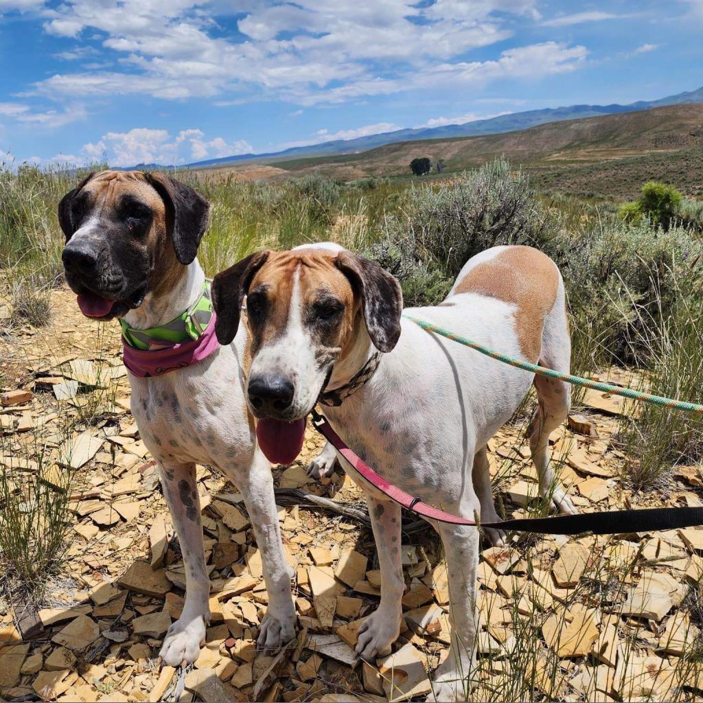 Libby, an adoptable Great Dane in Nampa, ID, 83686 | Photo Image 3