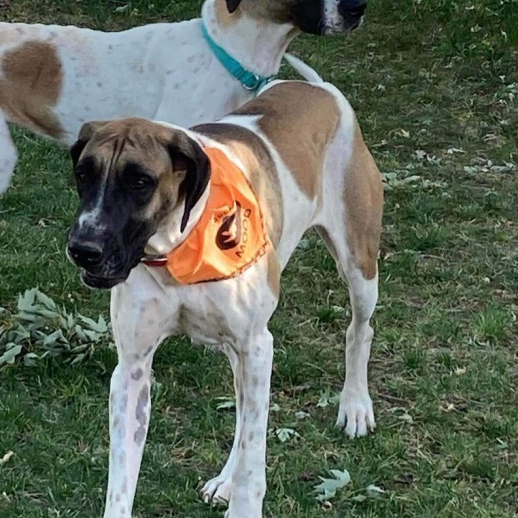 Libby, an adoptable Great Dane in Nampa, ID, 83686 | Photo Image 4