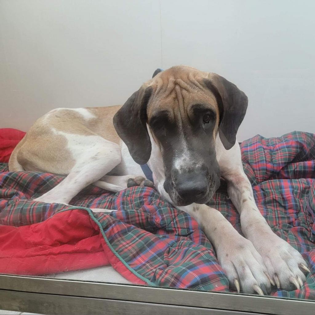 Libby, an adoptable Great Dane in Nampa, ID, 83686 | Photo Image 5