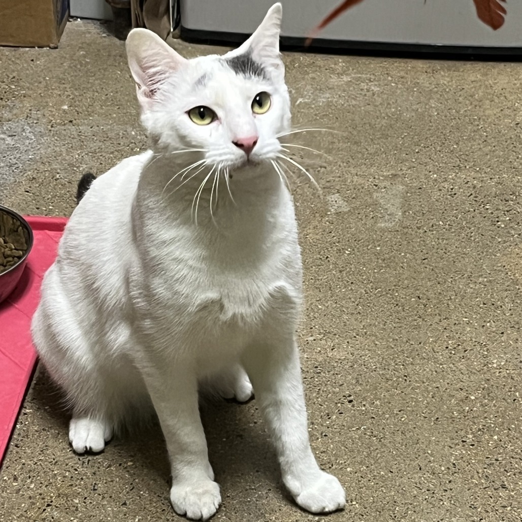 Cannoli, an adoptable Domestic Short Hair in Fort Collins, CO, 80524 | Photo Image 1