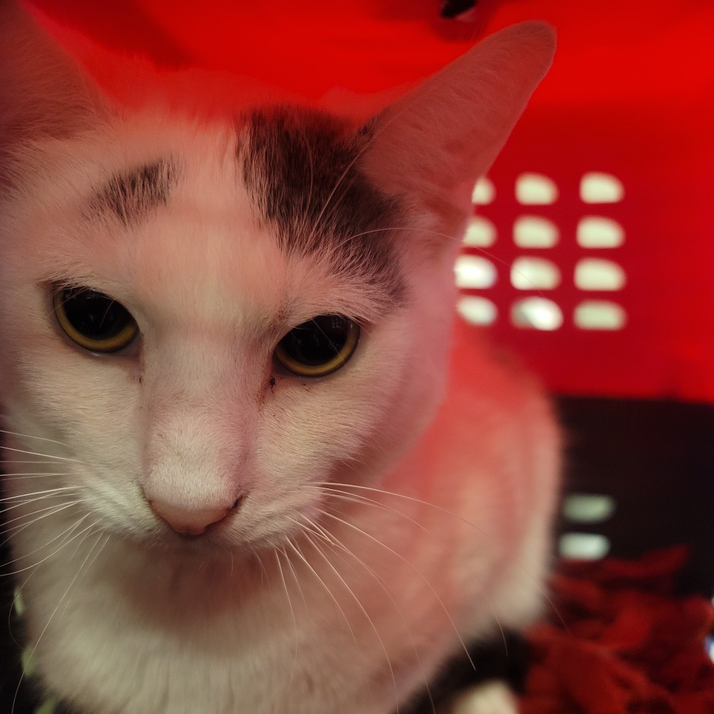 Cannoli, an adoptable Domestic Short Hair in Fort Collins, CO, 80524 | Photo Image 2